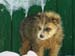 pup17203